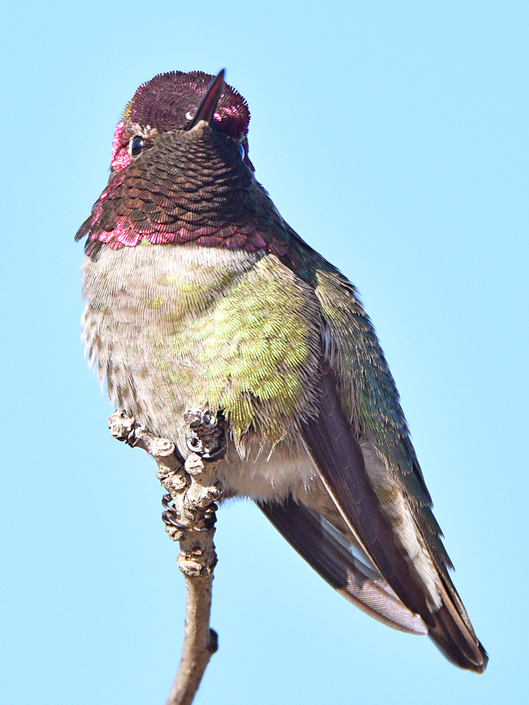 Hummer34.jpg