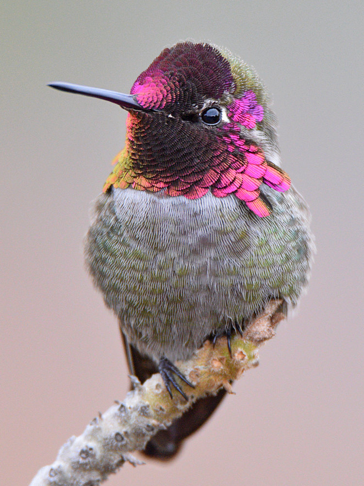 Hummer34.jpg