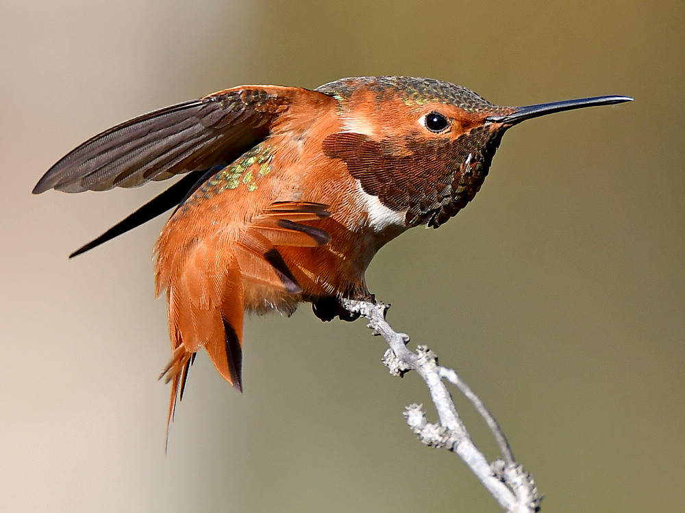 Hummer34.jpg