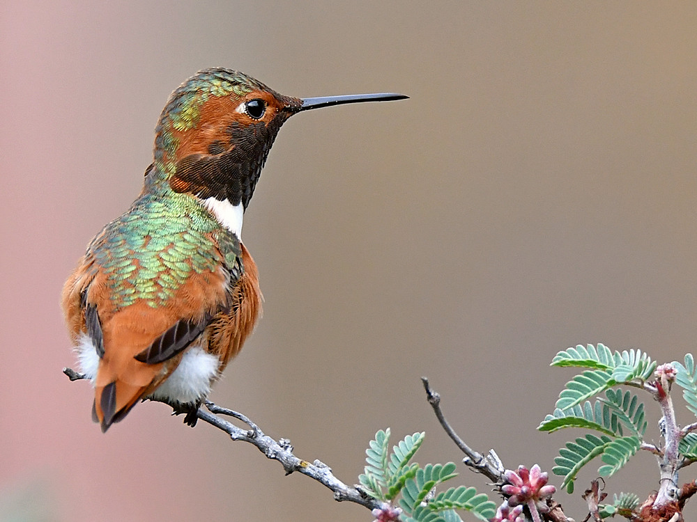 Hummer34.jpg