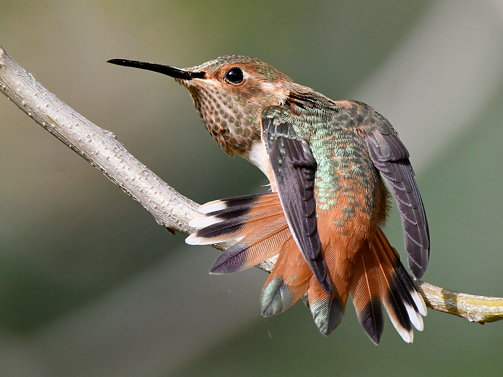 Hummer34.jpg