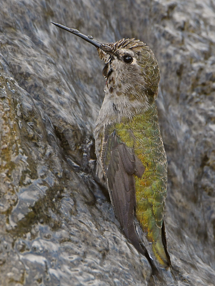 Hummer34.jpg