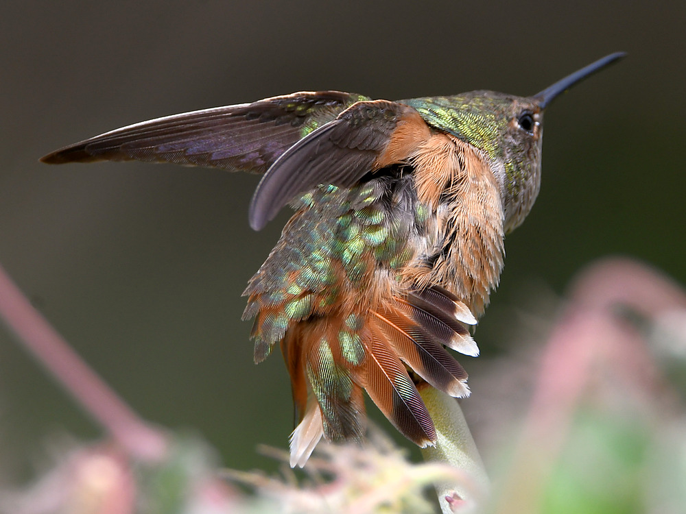 Hummer34.jpg