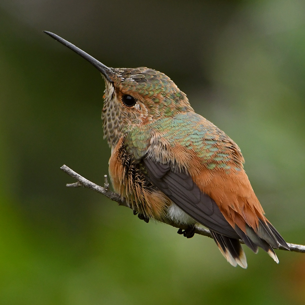 Hummer34.jpg