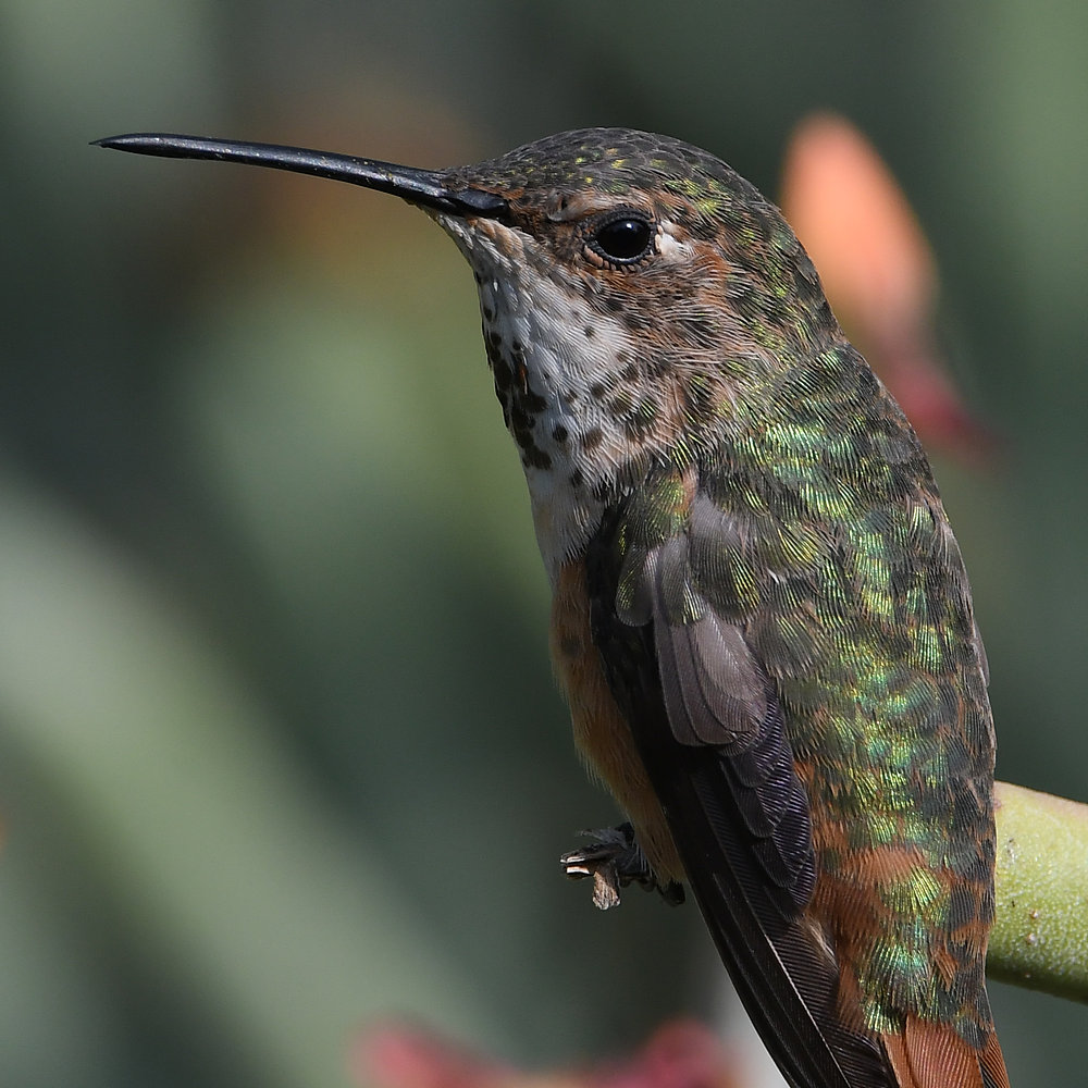 Hummer34.jpg