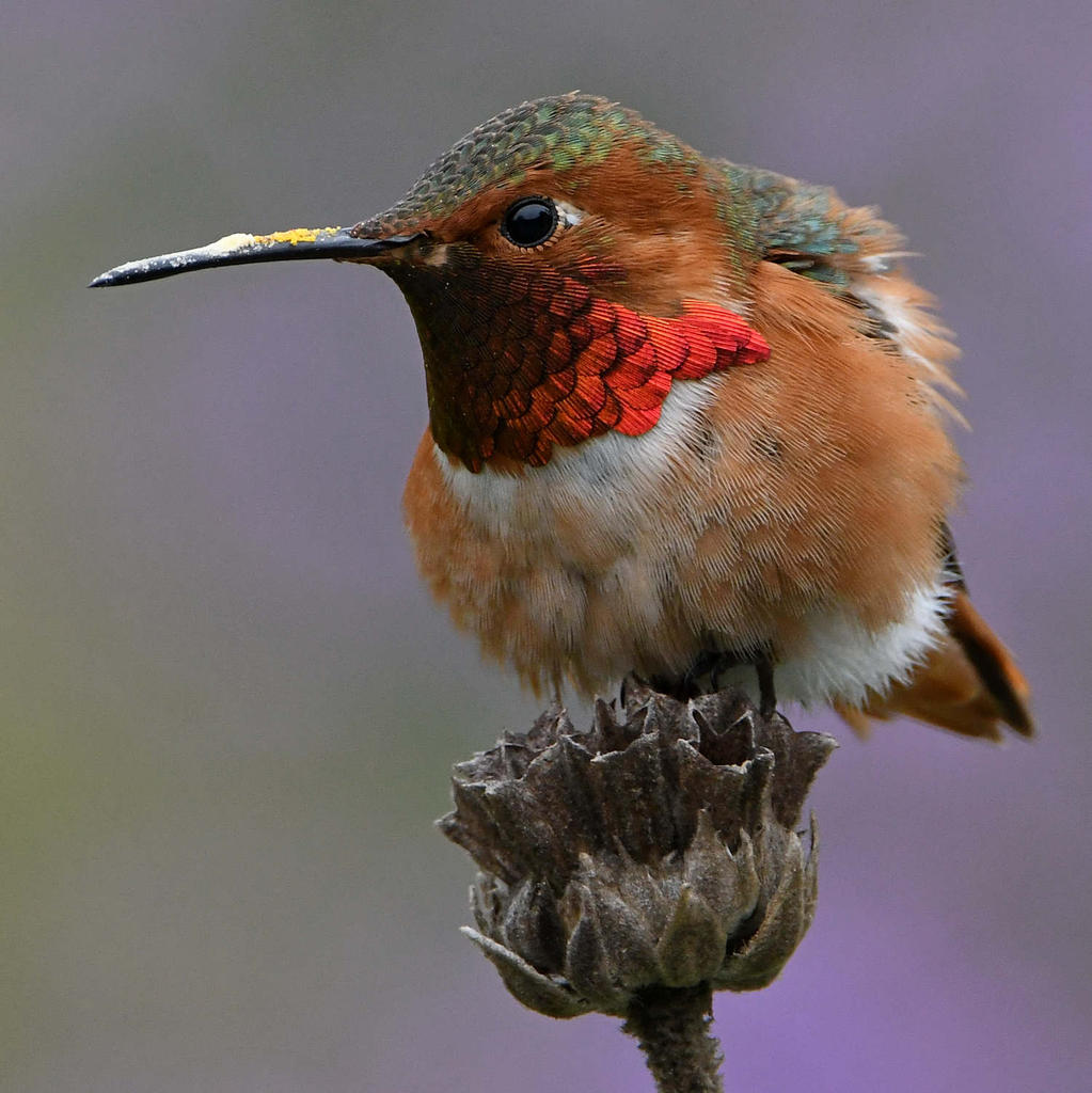 Hummer34.jpg