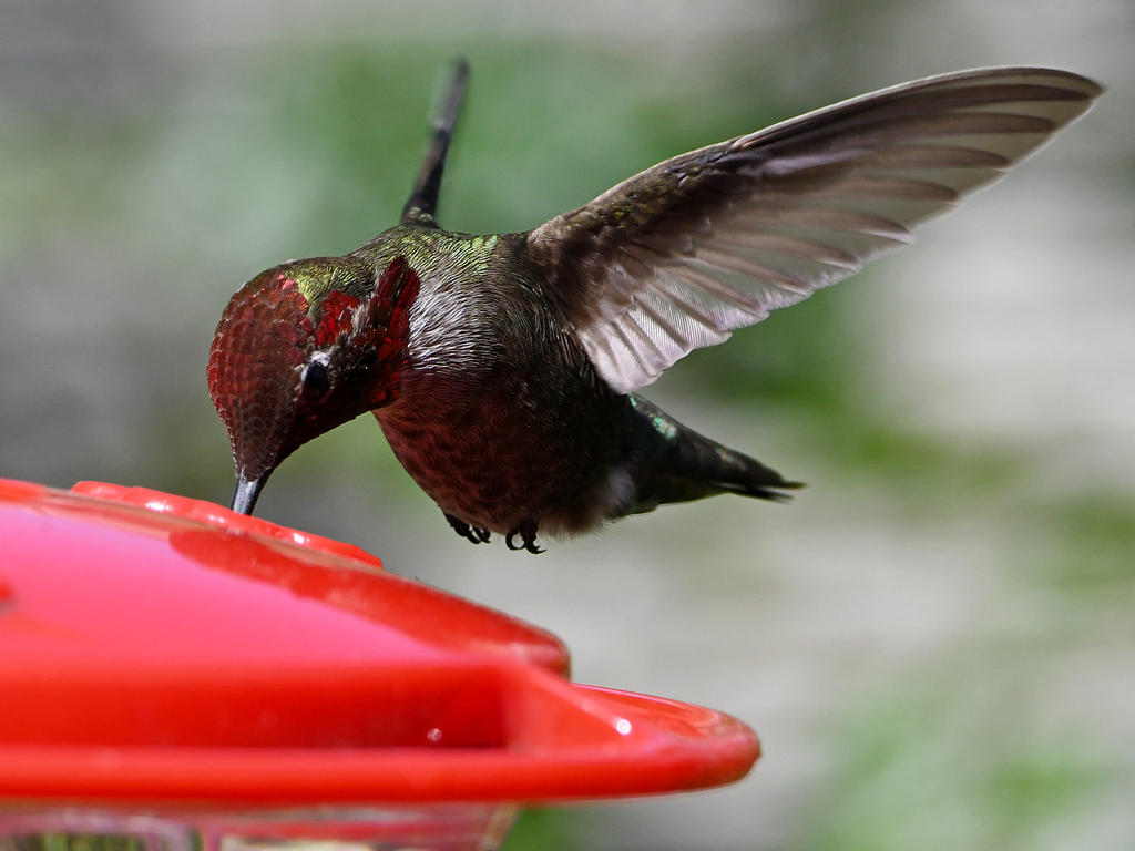 Hummer34.jpg