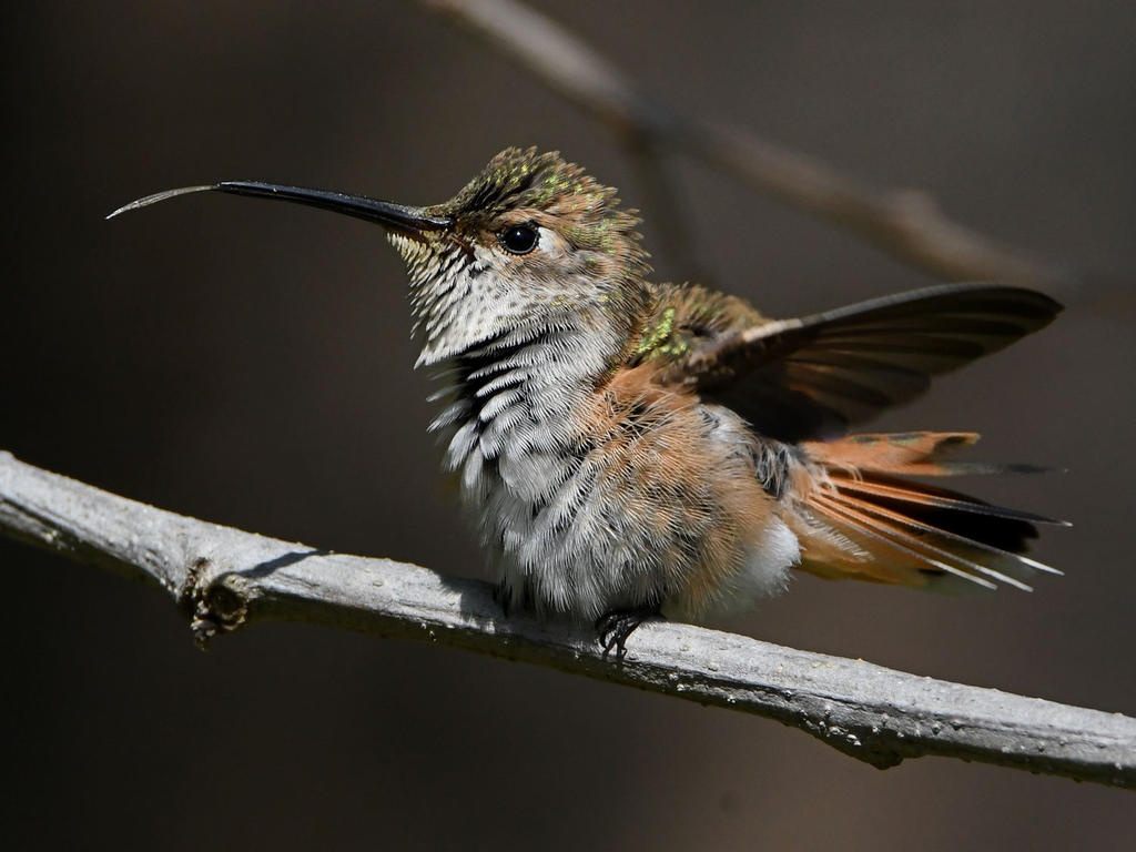 Hummer34.jpg