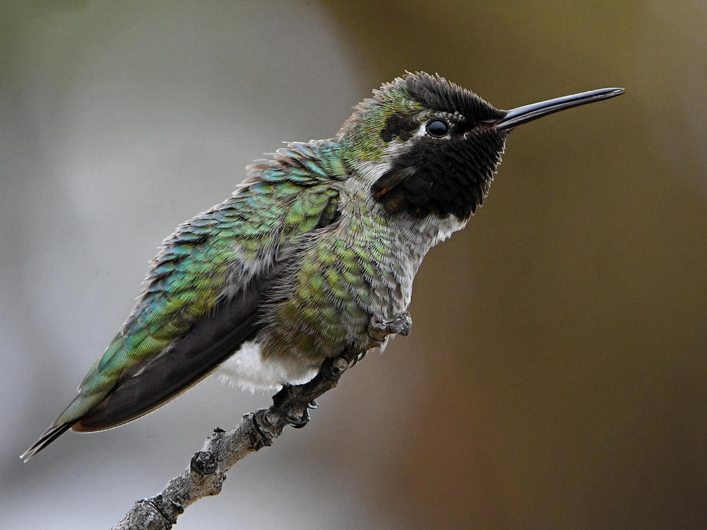 Hummer34.jpg