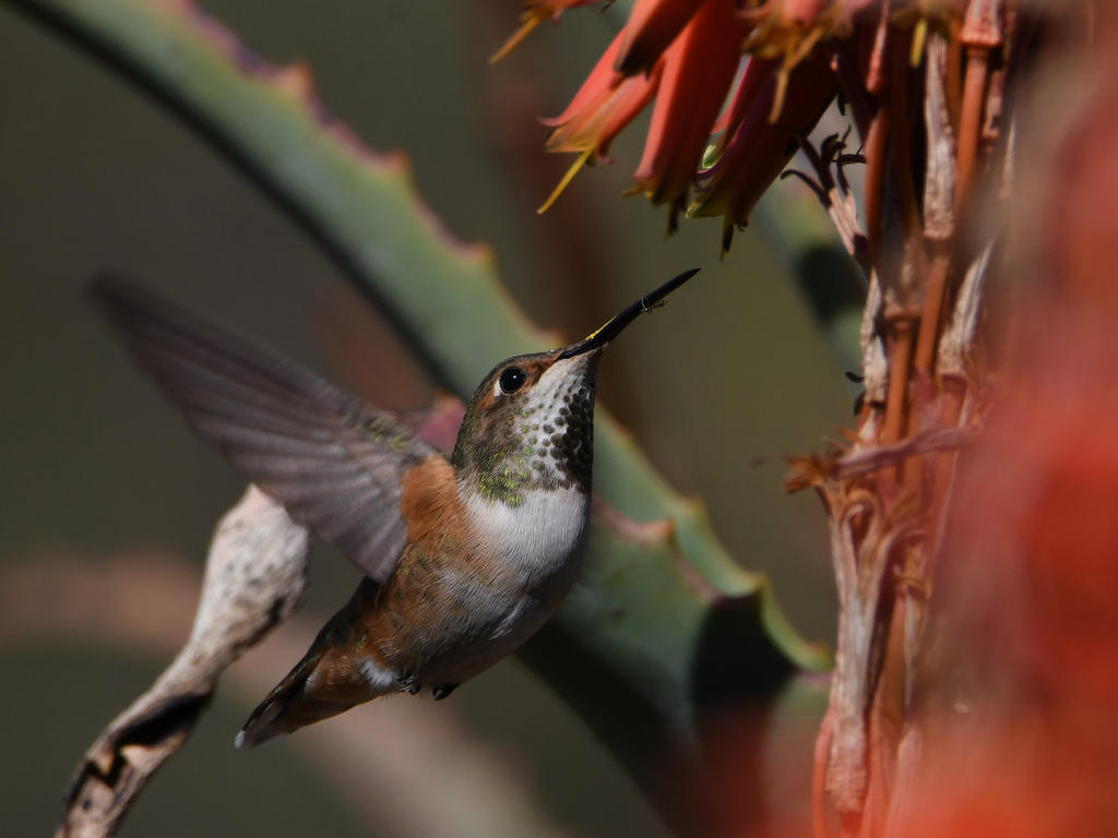 Hummer34.jpg