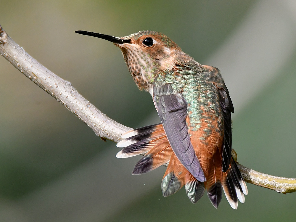 Hummer35.jpg