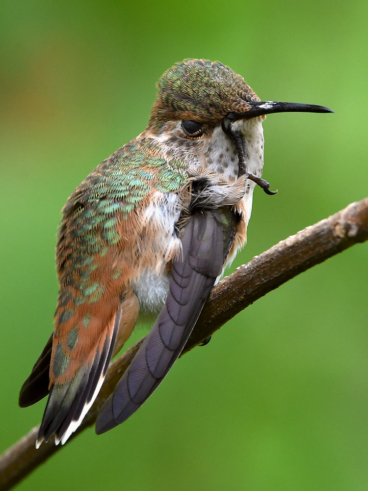 Hummer35.jpg