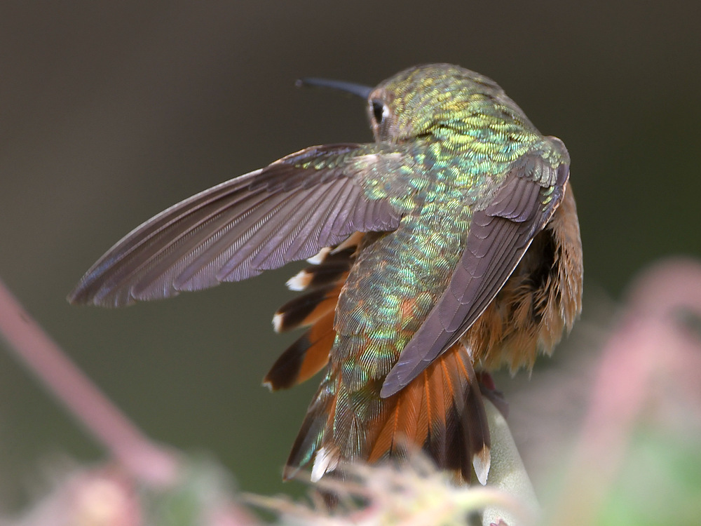 Hummer35.jpg