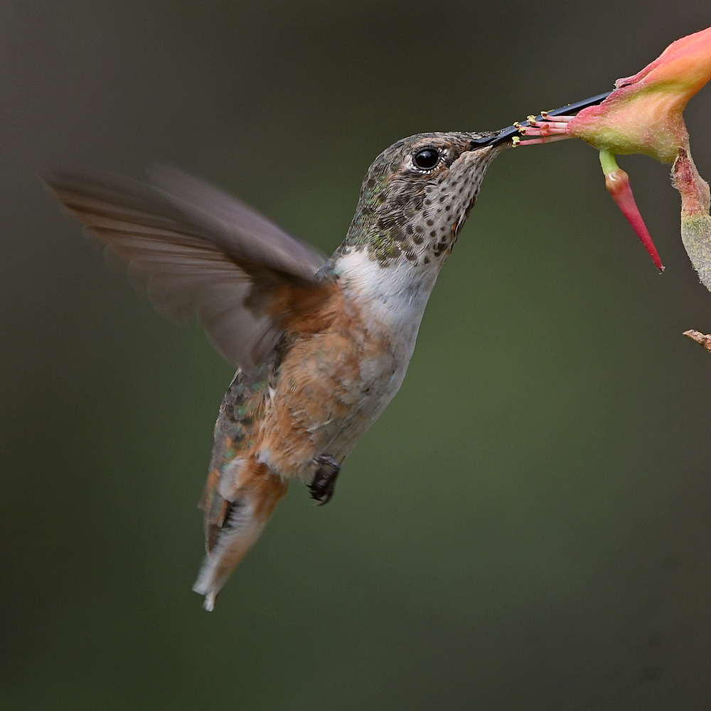 Hummer35.jpg