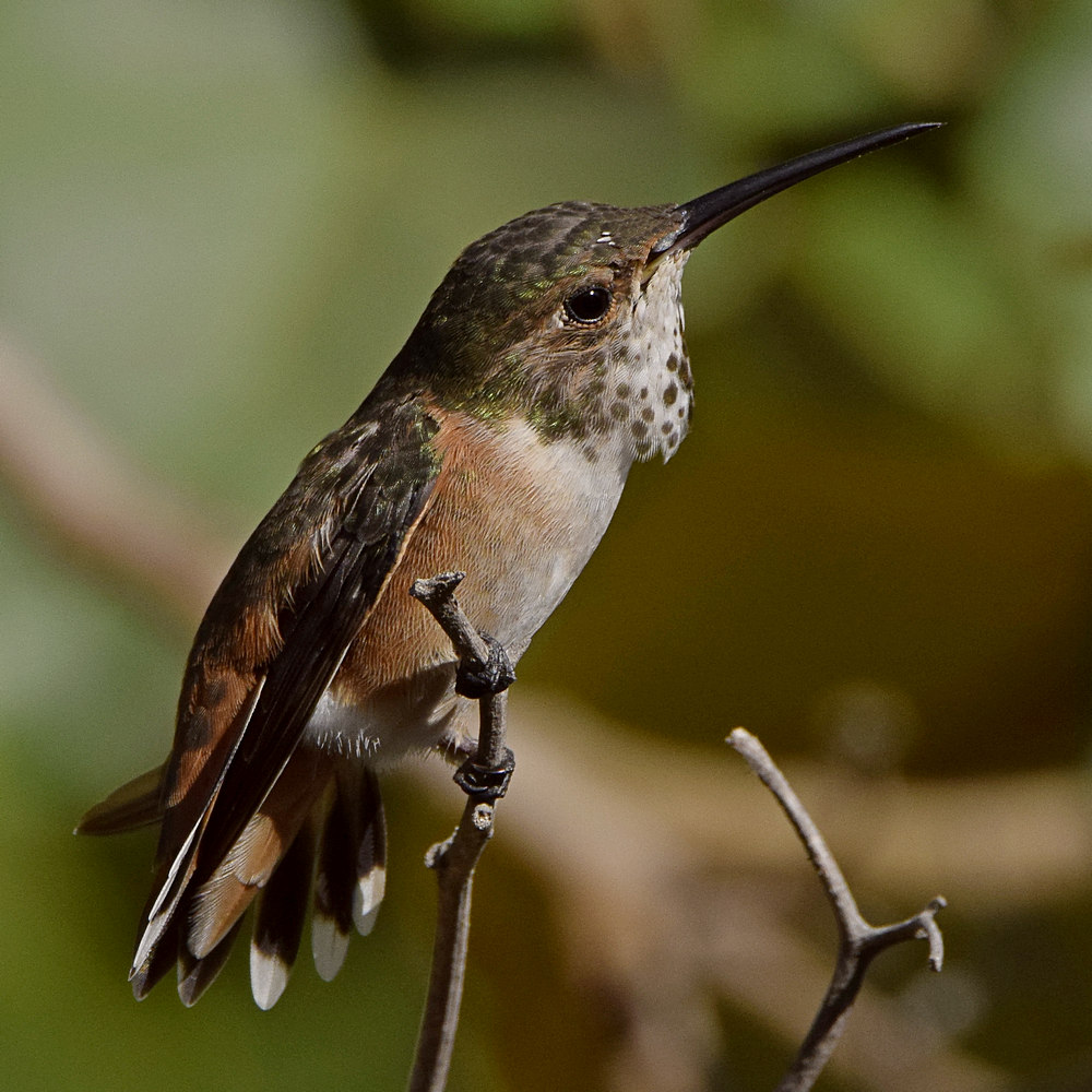 Hummer35.jpg