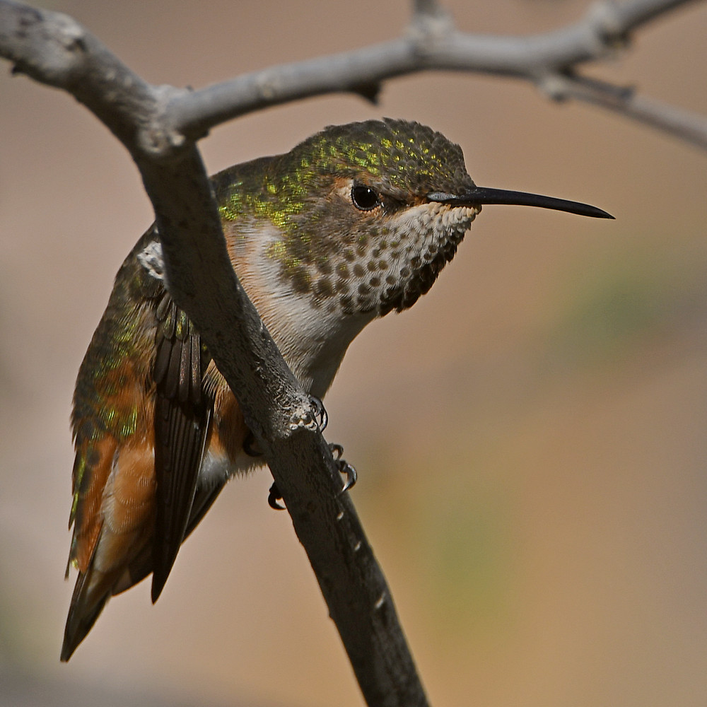 Hummer35.jpg