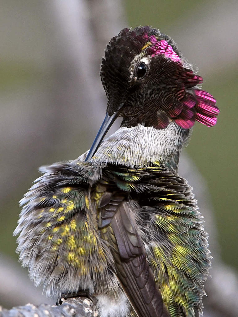 Hummer35.jpg
