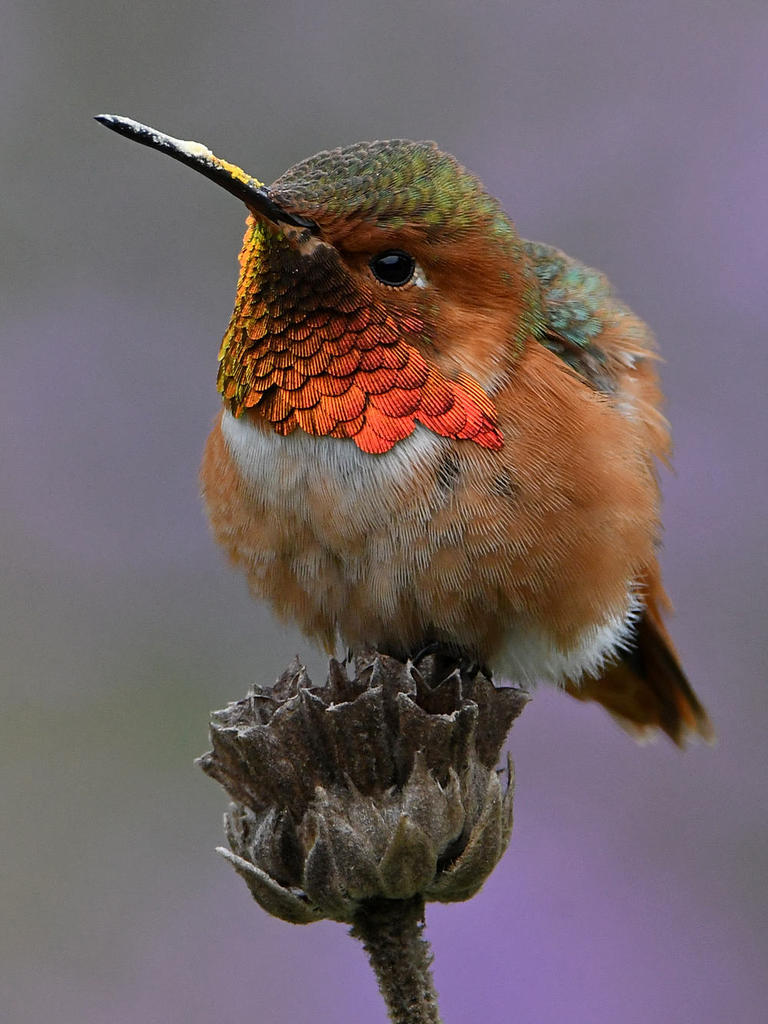 Hummer35.jpg