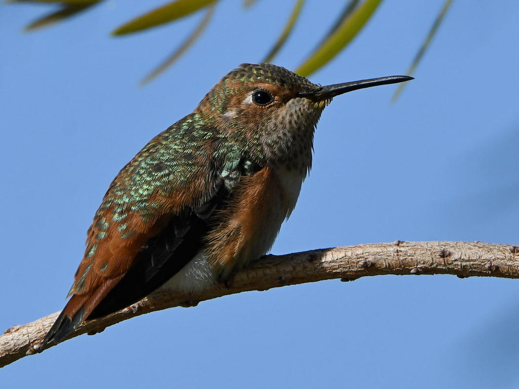 Hummer35.jpg