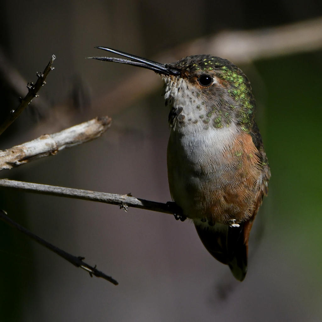 Hummer35.jpg