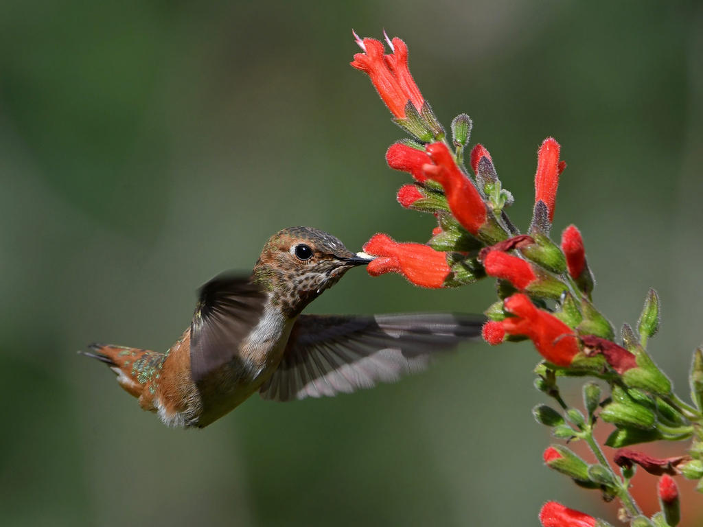 Hummer35.jpg