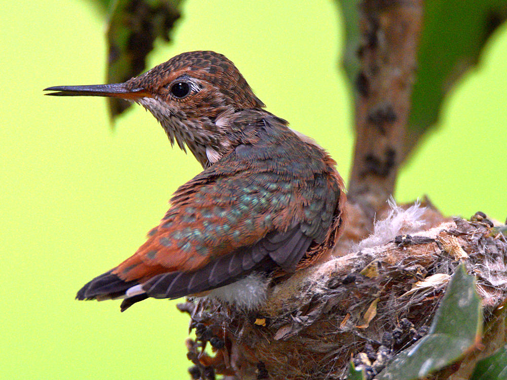 Hummer36.jpg