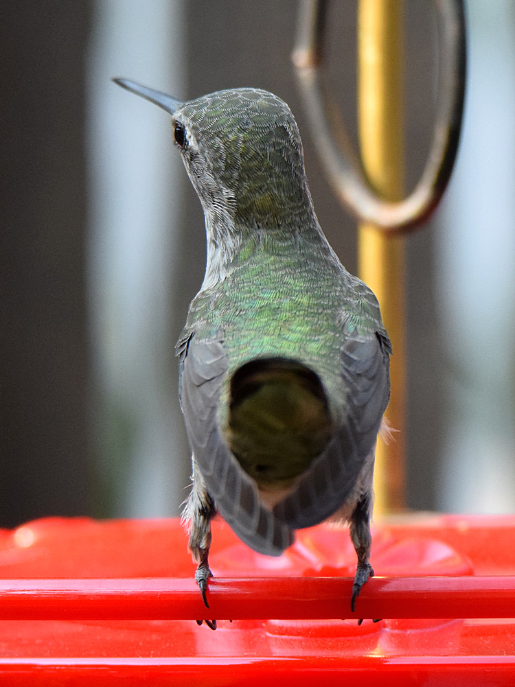 Hummer36.jpg