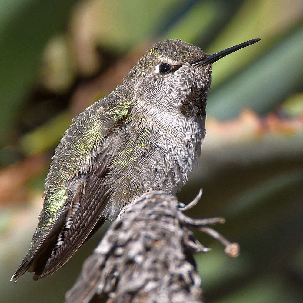 Hummer36.jpg