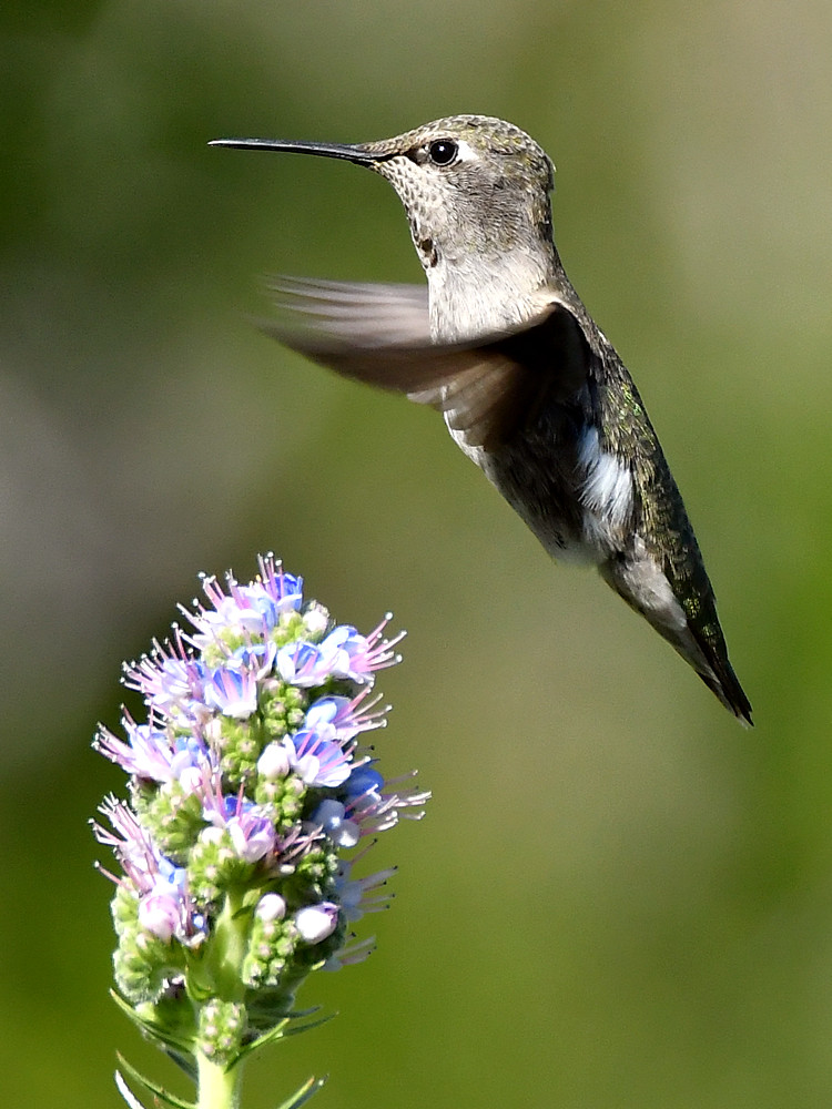 Hummer36.jpg