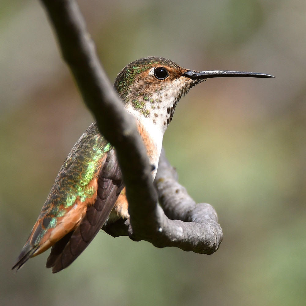Hummer36.jpg