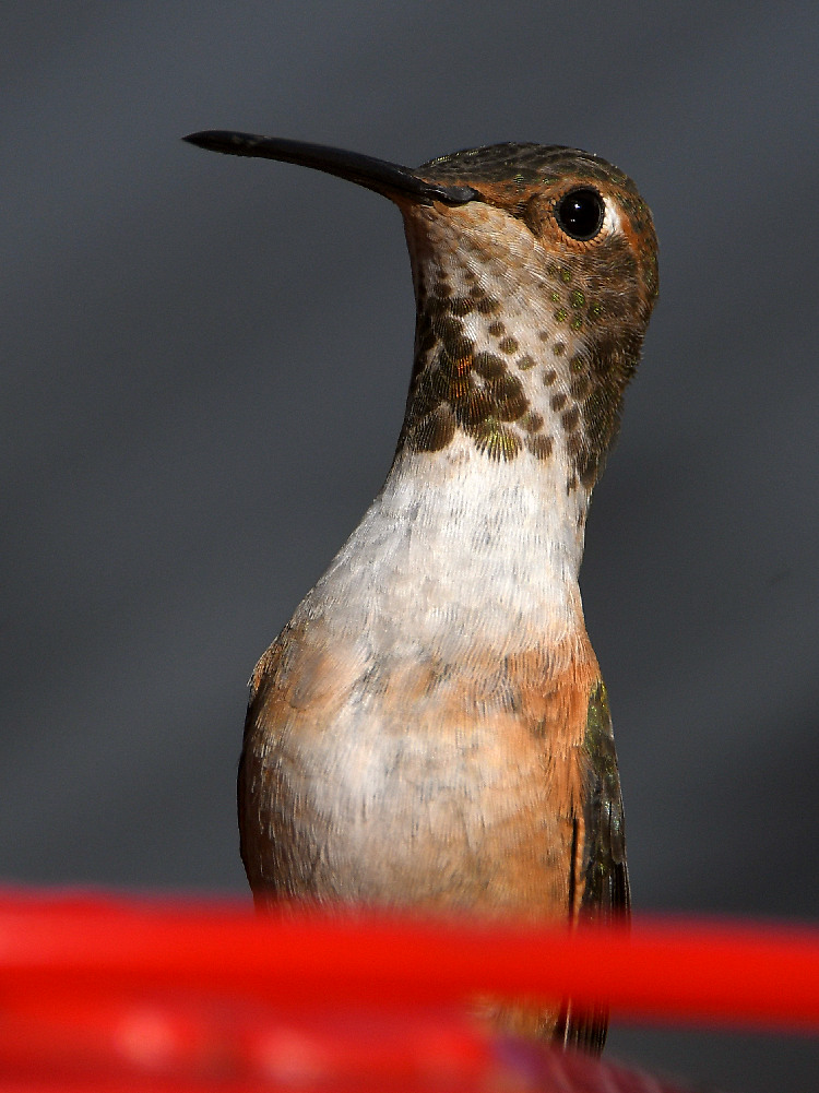 Hummer36.jpg