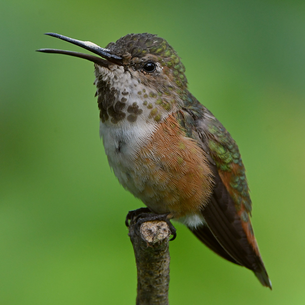 Hummer36.jpg