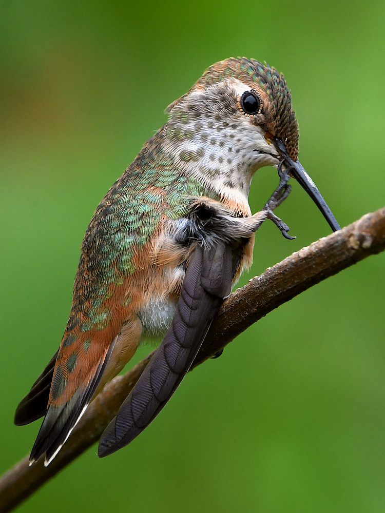 Hummer36.jpg