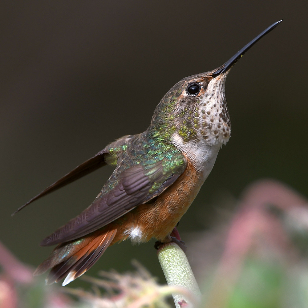 Hummer36.jpg