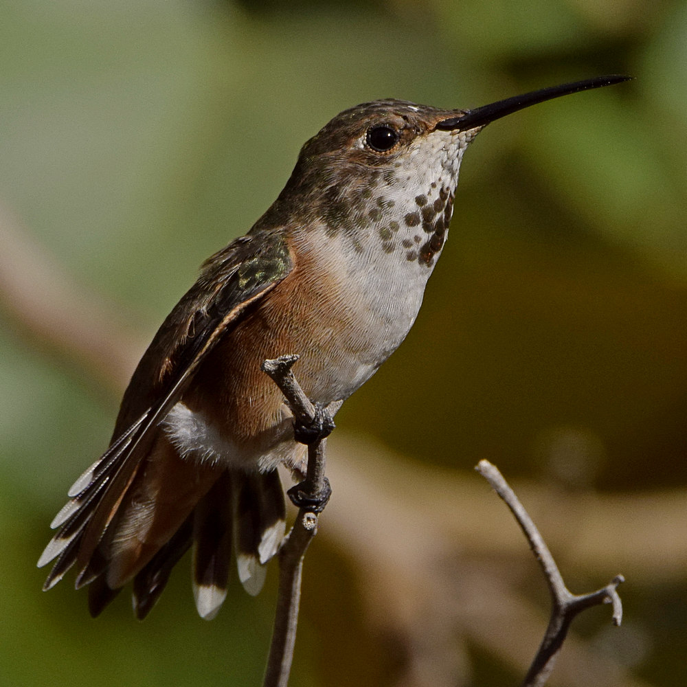 Hummer36.jpg