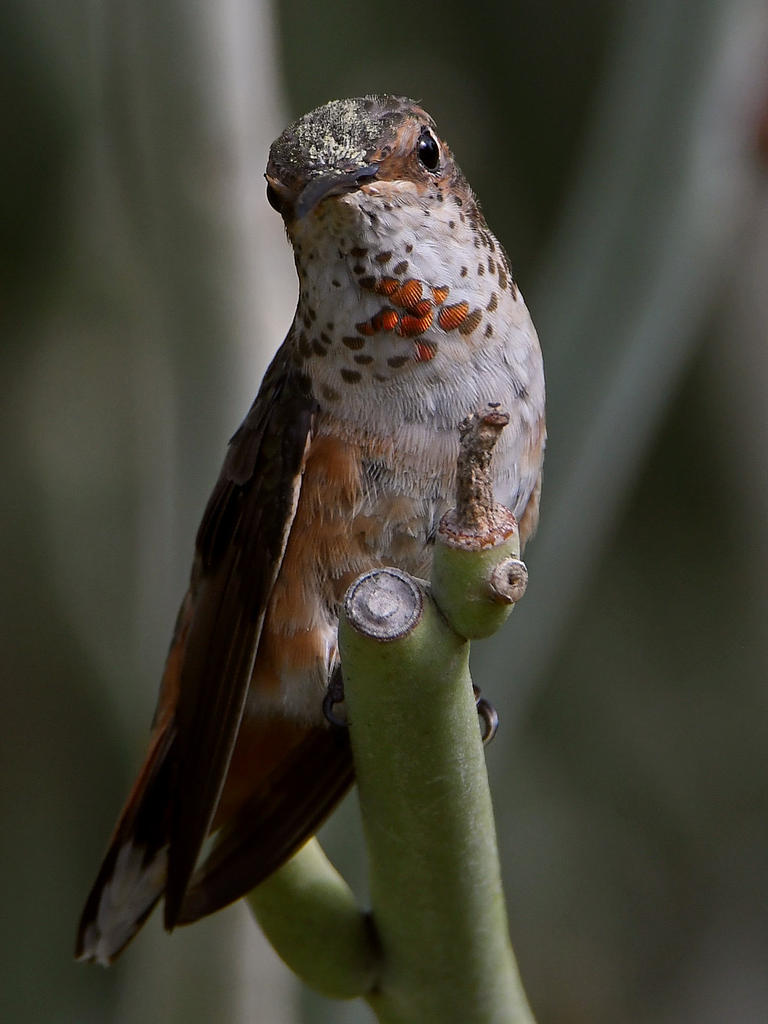 Hummer36.jpg