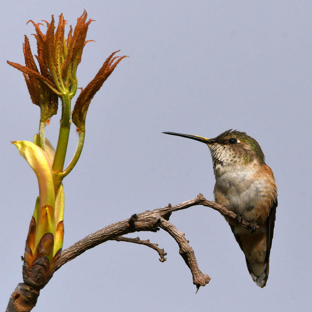 Hummer36.jpg