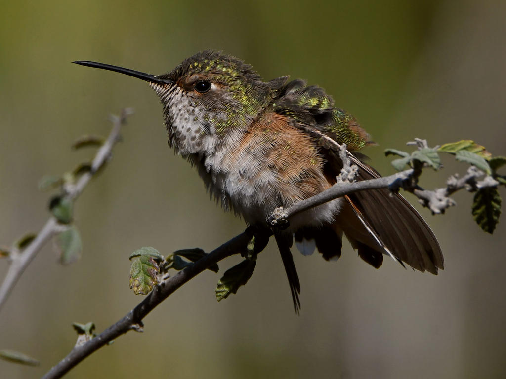 Hummer36.jpg