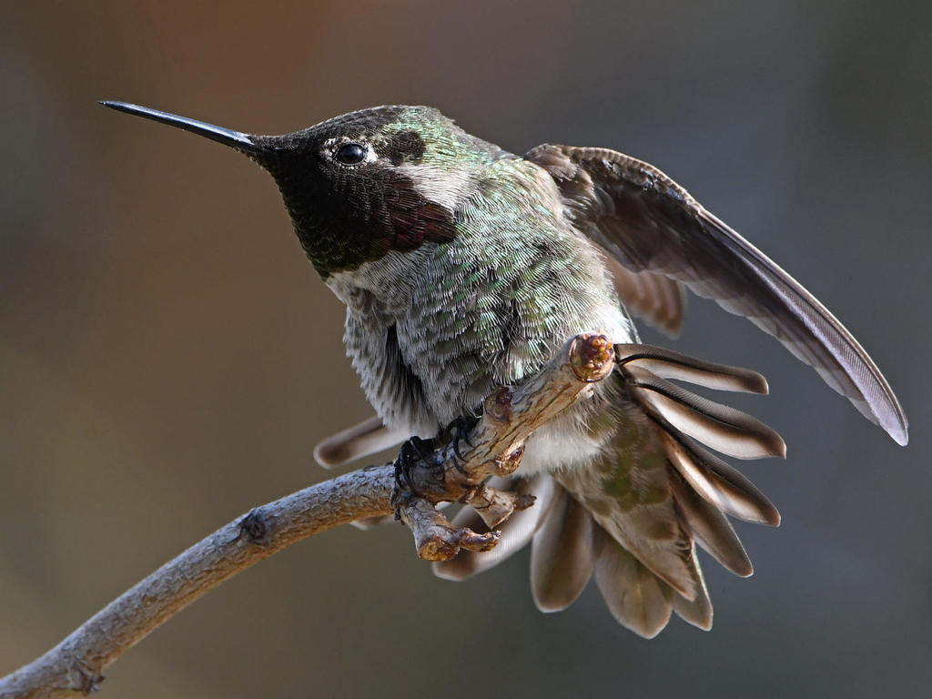 Hummer36.jpg
