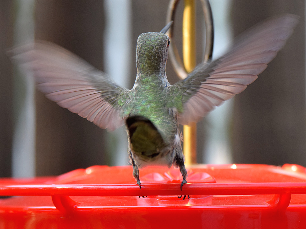 Hummer37.jpg
