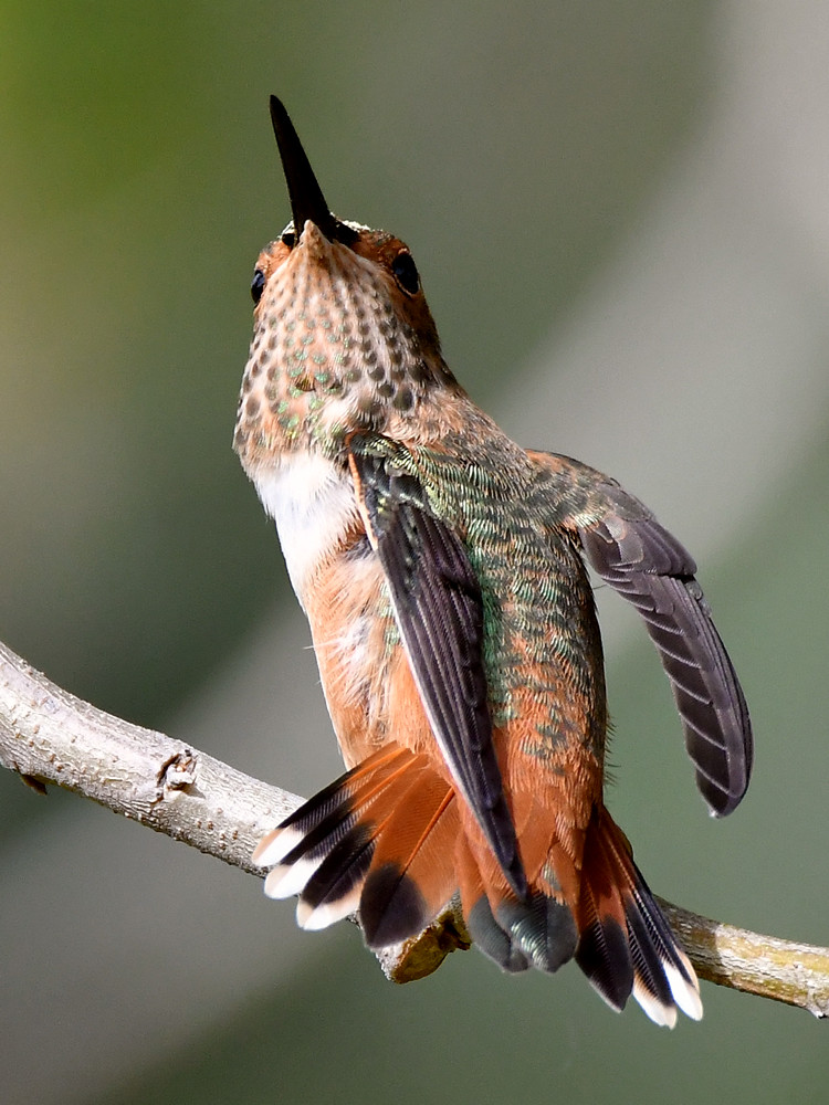 Hummer37.jpg