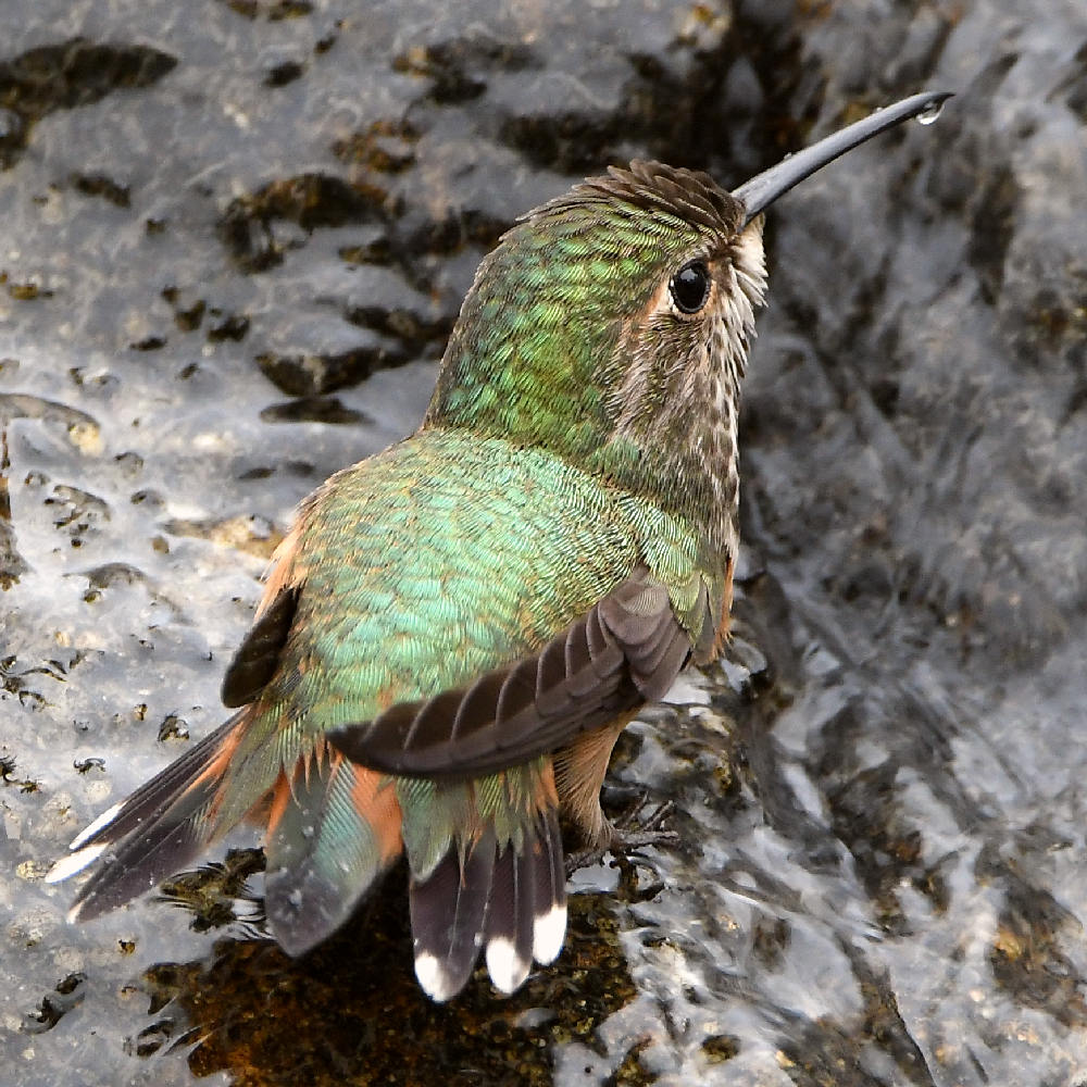 Hummer37.jpg