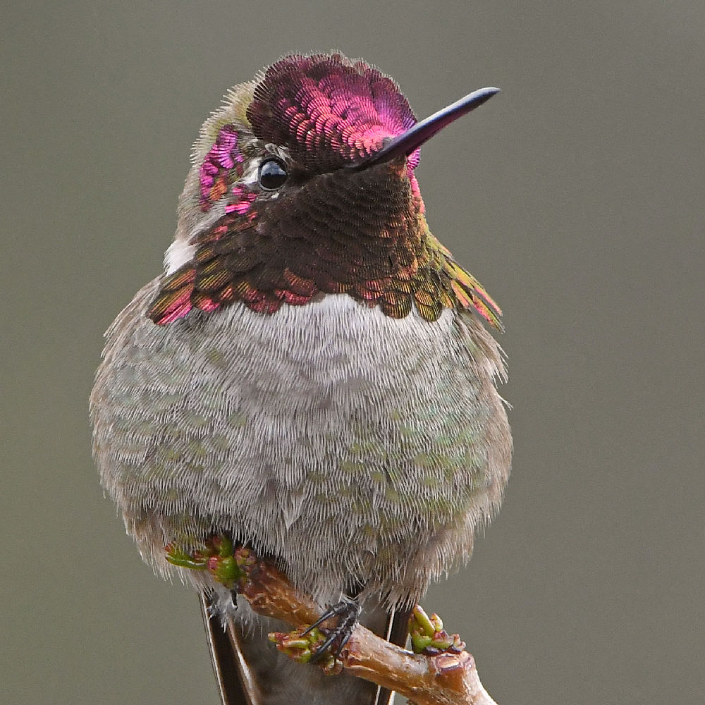Hummer37.jpg
