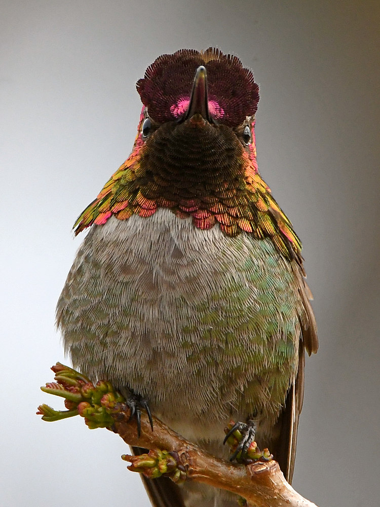 Hummer37.jpg