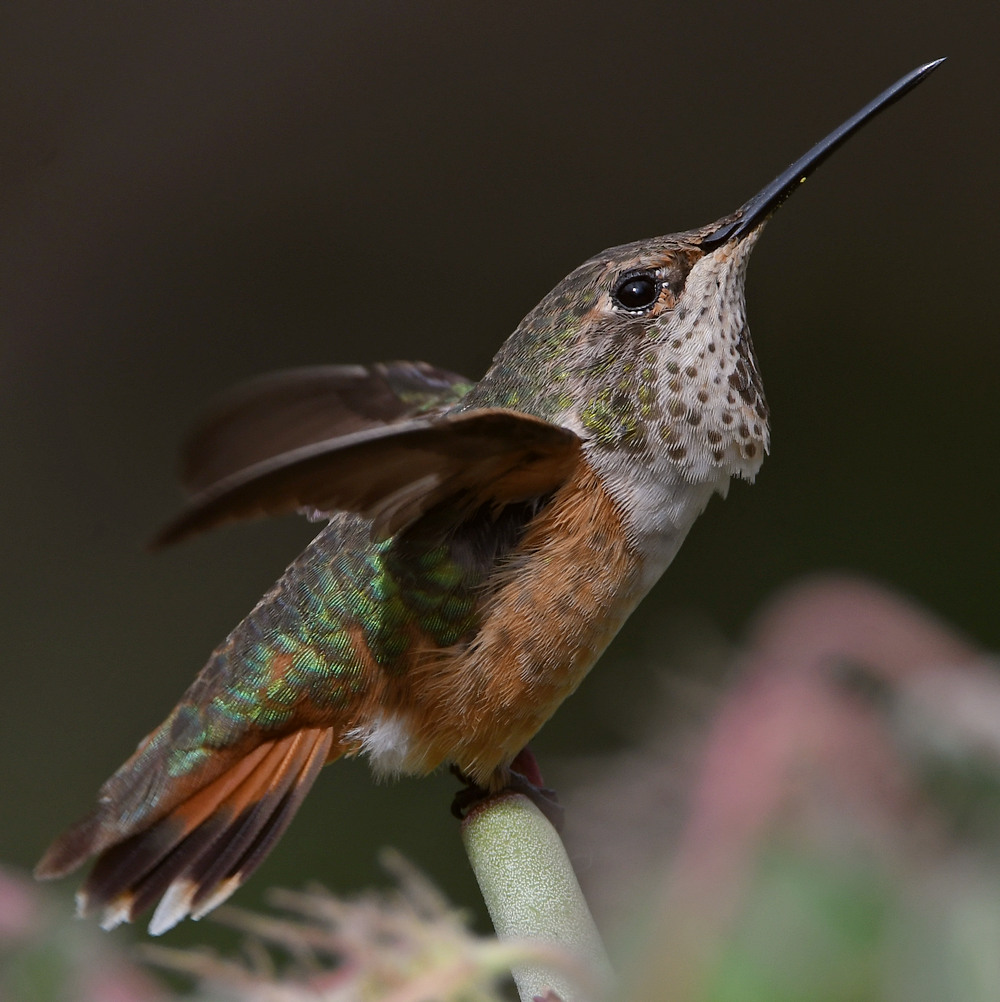 Hummer37.jpg