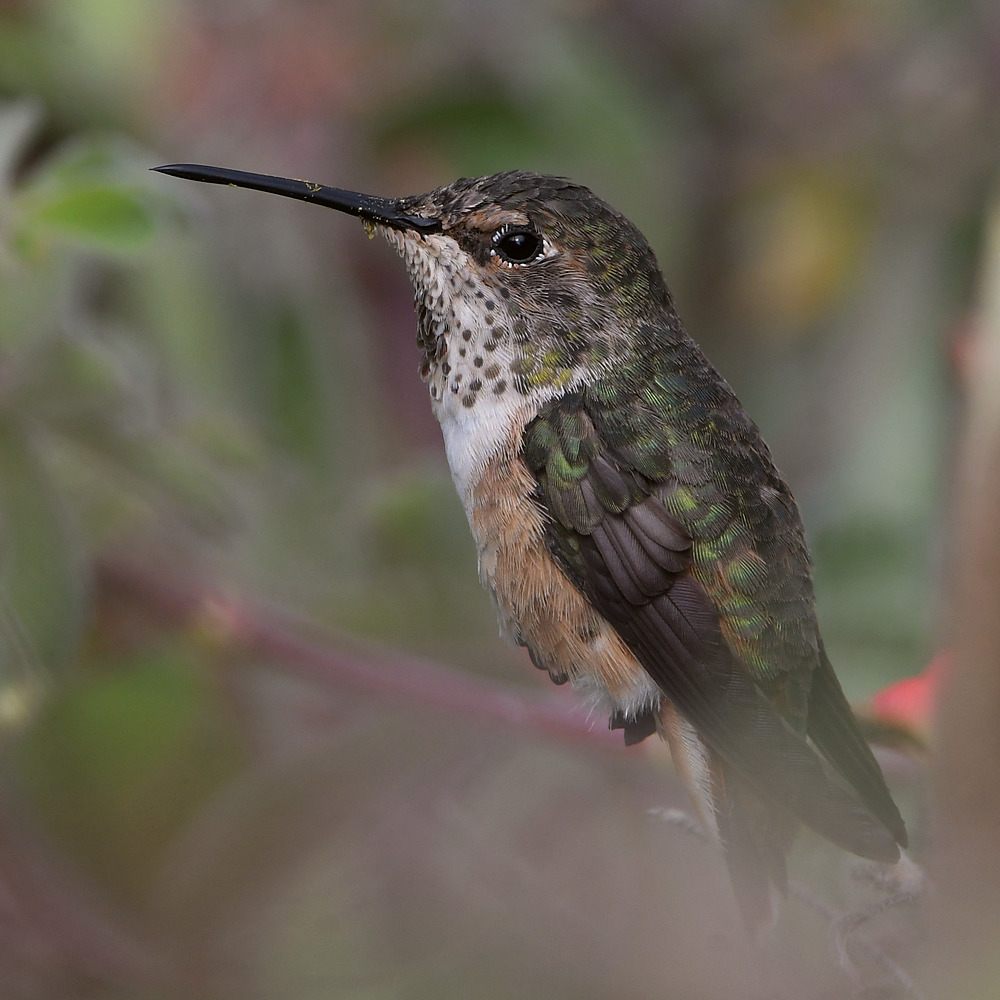 Hummer37.jpg