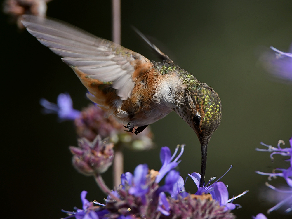 Hummer37.jpg
