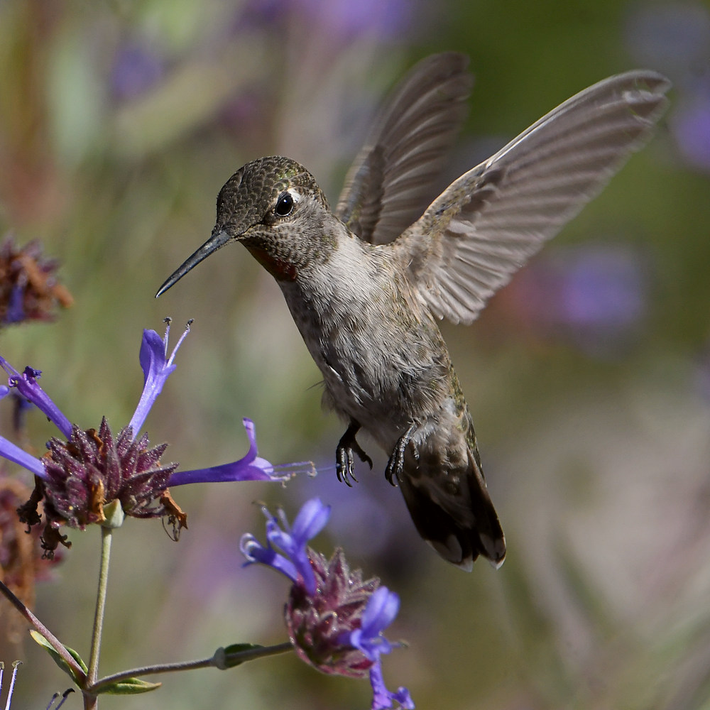 Hummer37.jpg