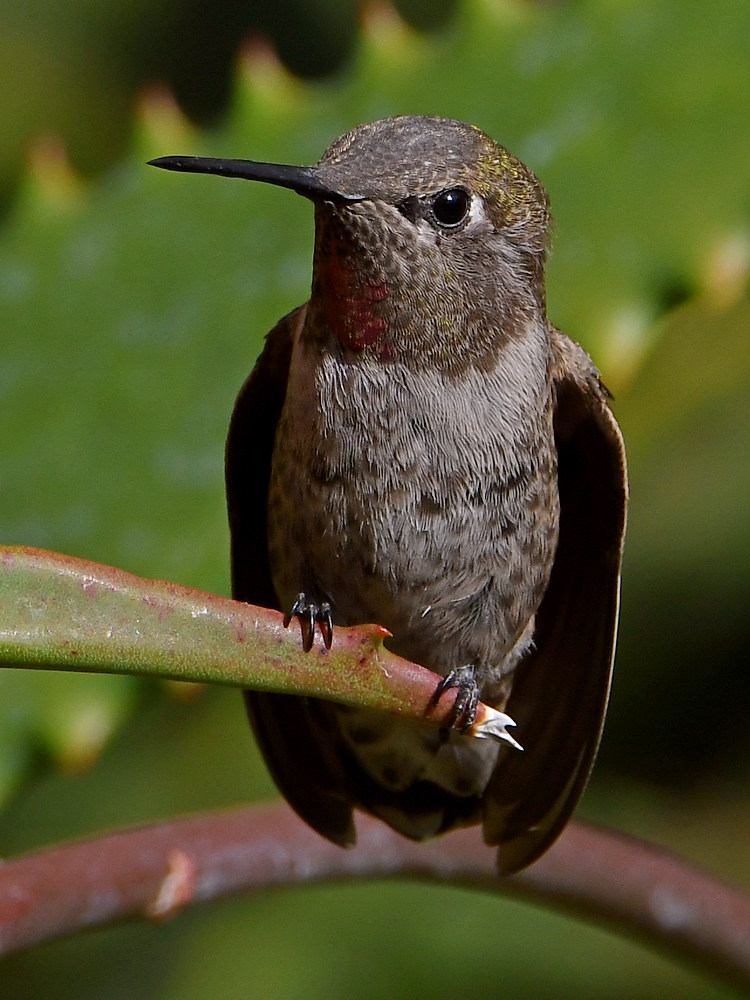 Hummer37.jpg