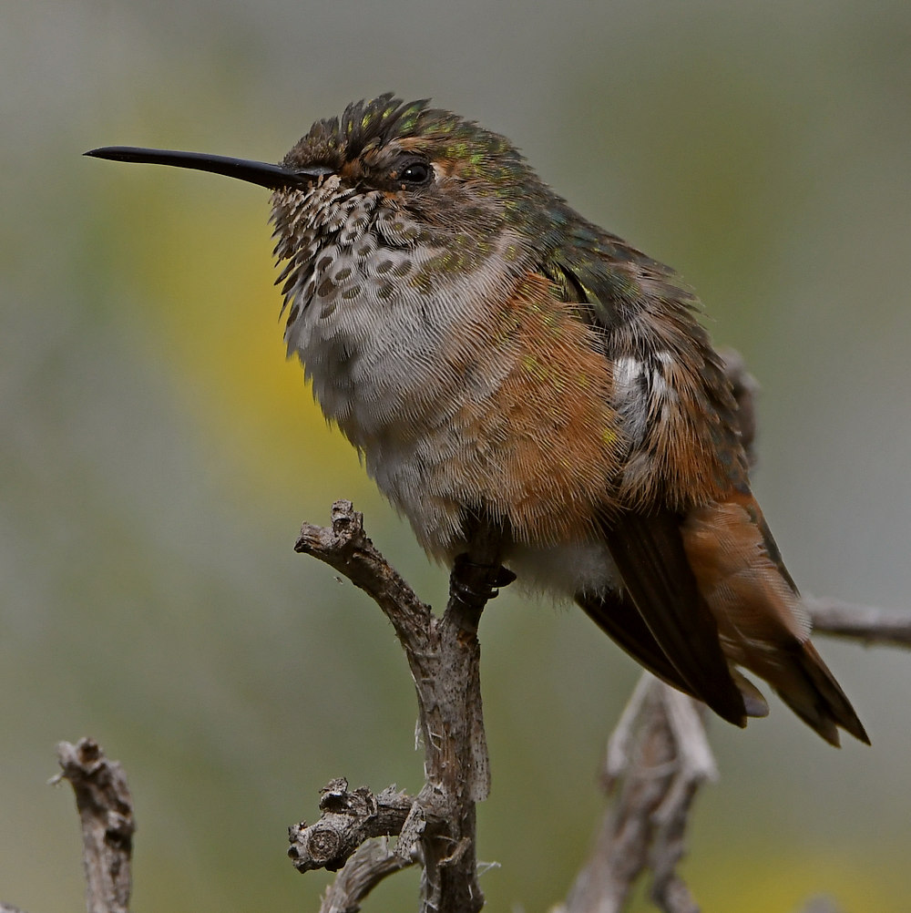 Hummer37.jpg